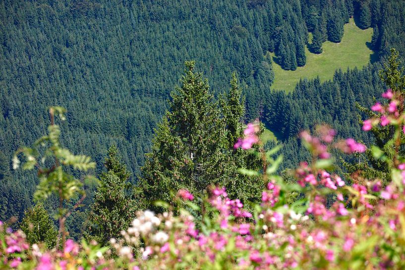 Forest by Thomas Jäger