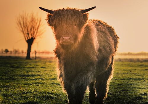 Jonge hooglander