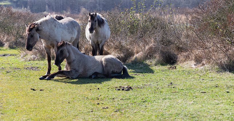 Animal photography - Konik horses... by Bert v.d. Kraats Fotografie