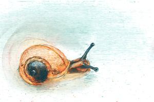 Die Reise einer kleinen Schnecke