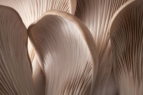 The Oyster Mushroom by Vincent Fennis