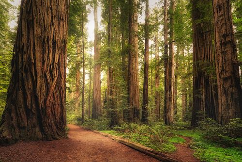Stout Grove by Loris Photography