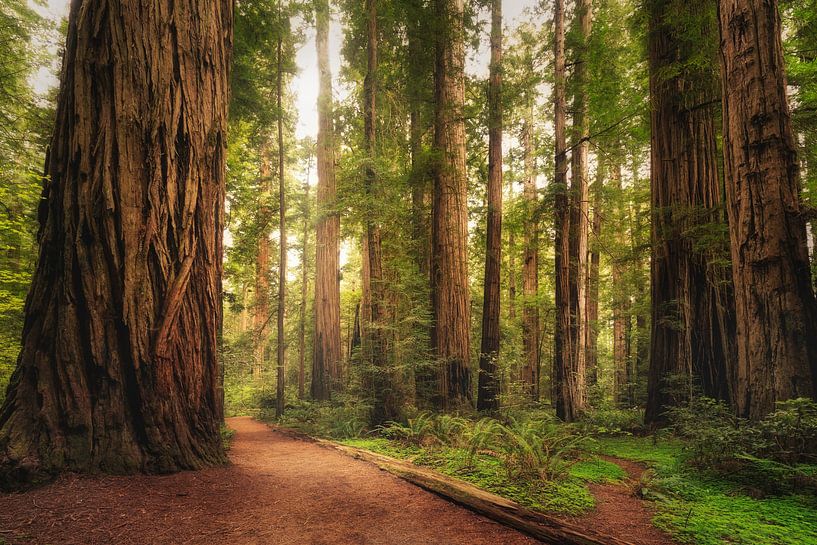 Stout Grove van Loris Photography