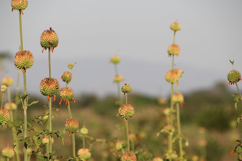 Feld voller Blumenzwiebeln von Marije Zwart