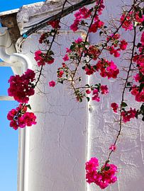 bougainvillea