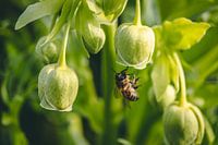 Drinking wasp