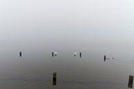 Zwanen op een mistig meer van Robrecht Kruft thumbnail