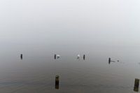 Zwanen op een mistig meer