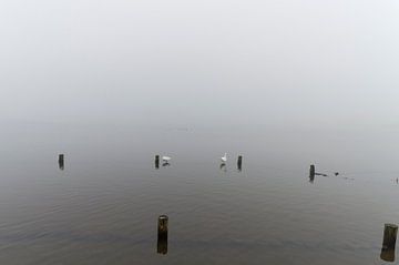 Swans on a misty lake by Robrecht Kruft