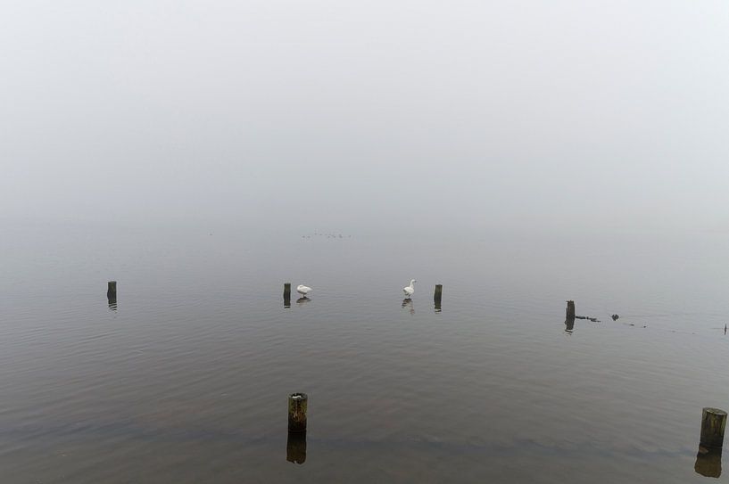 Zwanen op een mistig meer van Robrecht Kruft