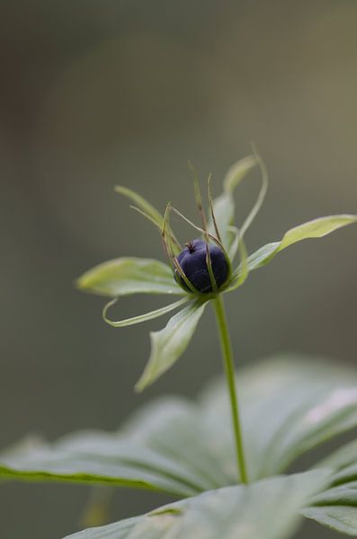 forêt par Johan Verbon
