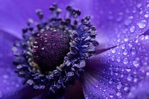 Wassertropfen auf einer Anemone