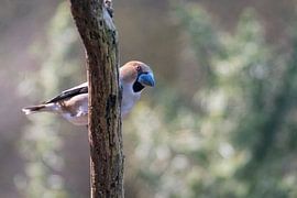Apfelfink von Merijn Loch