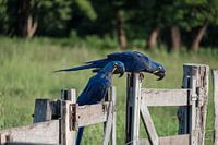 Hyacint Ara's in de Pantanal