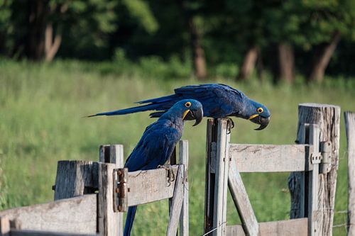 Hyacint Ara's in de Pantanal