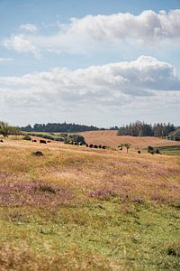 Weidende Kühe in den Hügeln