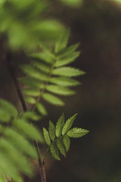 Close-up van prachtige moody groene varens in een Nederlands bos van Merlijn Arina Photography