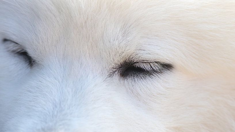 Samoyed by Bo Valentino