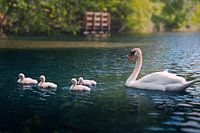 Voyage paisible en famille sur le lac