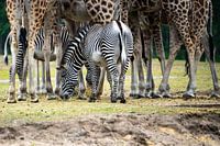 Zebra zwischen Giraffen