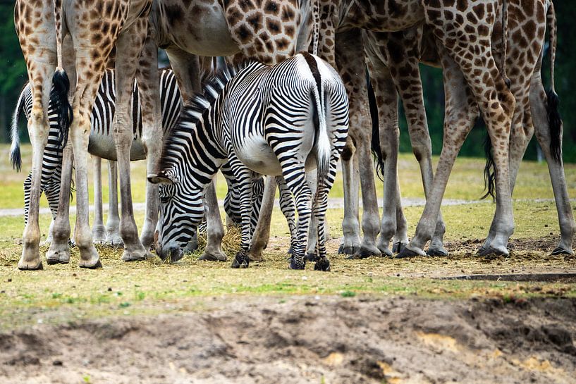 Zebra zwischen Giraffen von gwen van Mossevelde