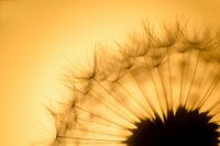 dreamy dandelion seeds