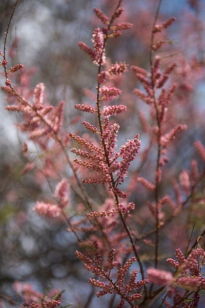 flowering branch by Harry Cathunter