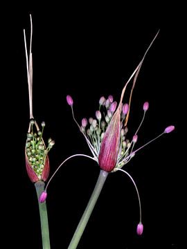 Bloemknoppen van Allium carinatum van Bartel van den Berg
