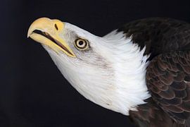 Weißkopfseeadler (Haliaeetus leucocephalus) von Ronald Pol