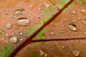Oka-Blatt mit Wassertropfen Nahaufnahme