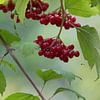 Red berries in the autumn of the cardinal's cap - Euonymus planipes by whmpictures .com
