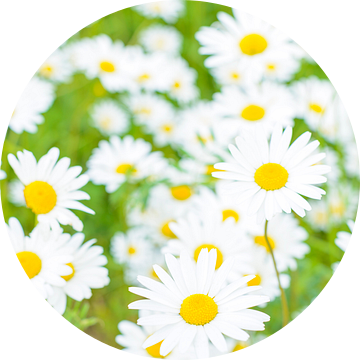 Margrieten veldbloemen (Leucanthemum vulgare) in een weide van Sjoerd van der Wal Fotografie