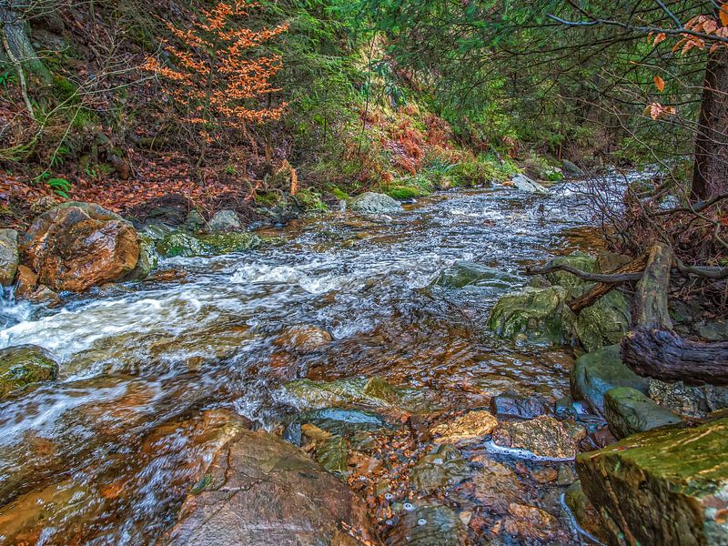 Schitterende Water Stroming Tussen de Bomen van Nature Life Ambience