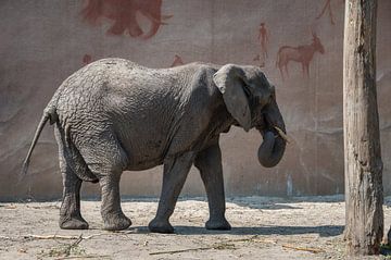 Afrikanischer Elefant von Jan Georg Meijer