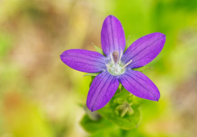 Lila Spangen-Venus&#039;s Spiegellose Blume von Iris Holzer Richardson