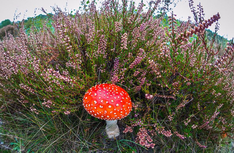 Fly agaric for heather by peterheinspictures