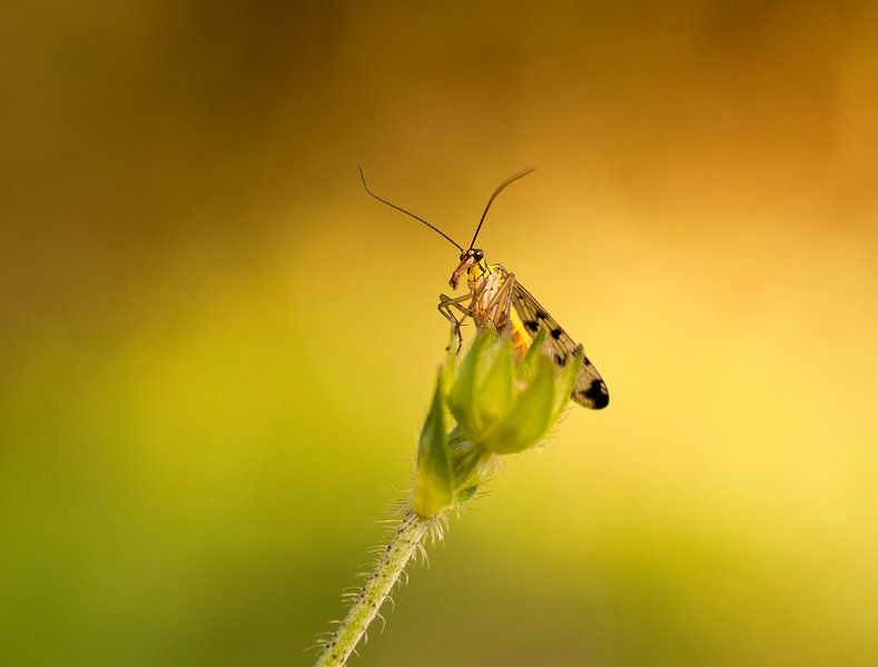 Macro opname van een schorpioenvlieg  op een  uitgebloeide bloem van Birgitte Bergman