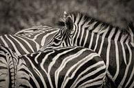 Zebra in einer Gruppe von Ed Dorrestein Miniaturansicht