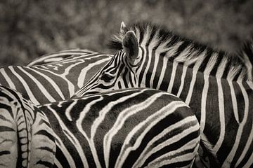 Zebra in a group by Ed Dorrestein