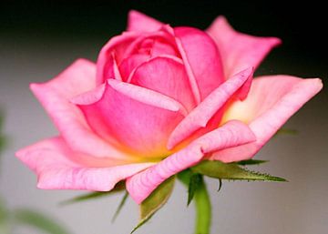 Rosey Pink sur erikaktus gurun