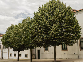 Trees in the square by Bianca Keijzer