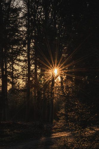 Forêt du coucher du soleil