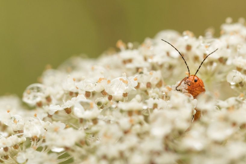 Weekschildkever van Moetwil en van Dijk - Fotografie