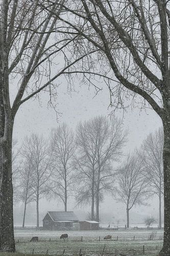 Het platteland: schuurtje op weiland in de winter