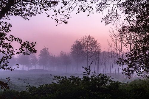 Misty Forest Window