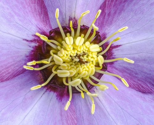 Macro van een linzenbloem