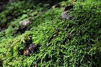 Green moss