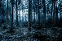 Dark spooky winter  ambiance in a pine tree forest