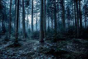 Dunkle, gespenstische Winteratmosphäre in einem Kiefernwald