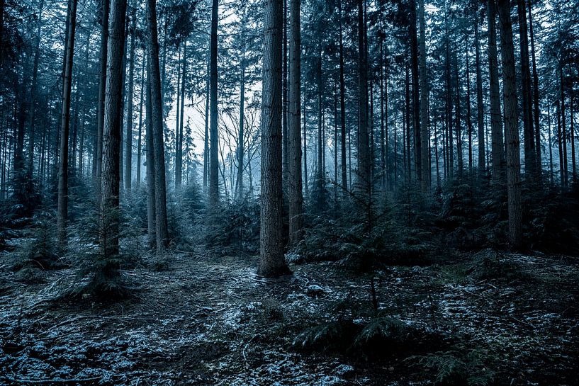 Donkere spookachtige wintersfeer in een dennenbos van Sjoerd van der Wal Fotografie